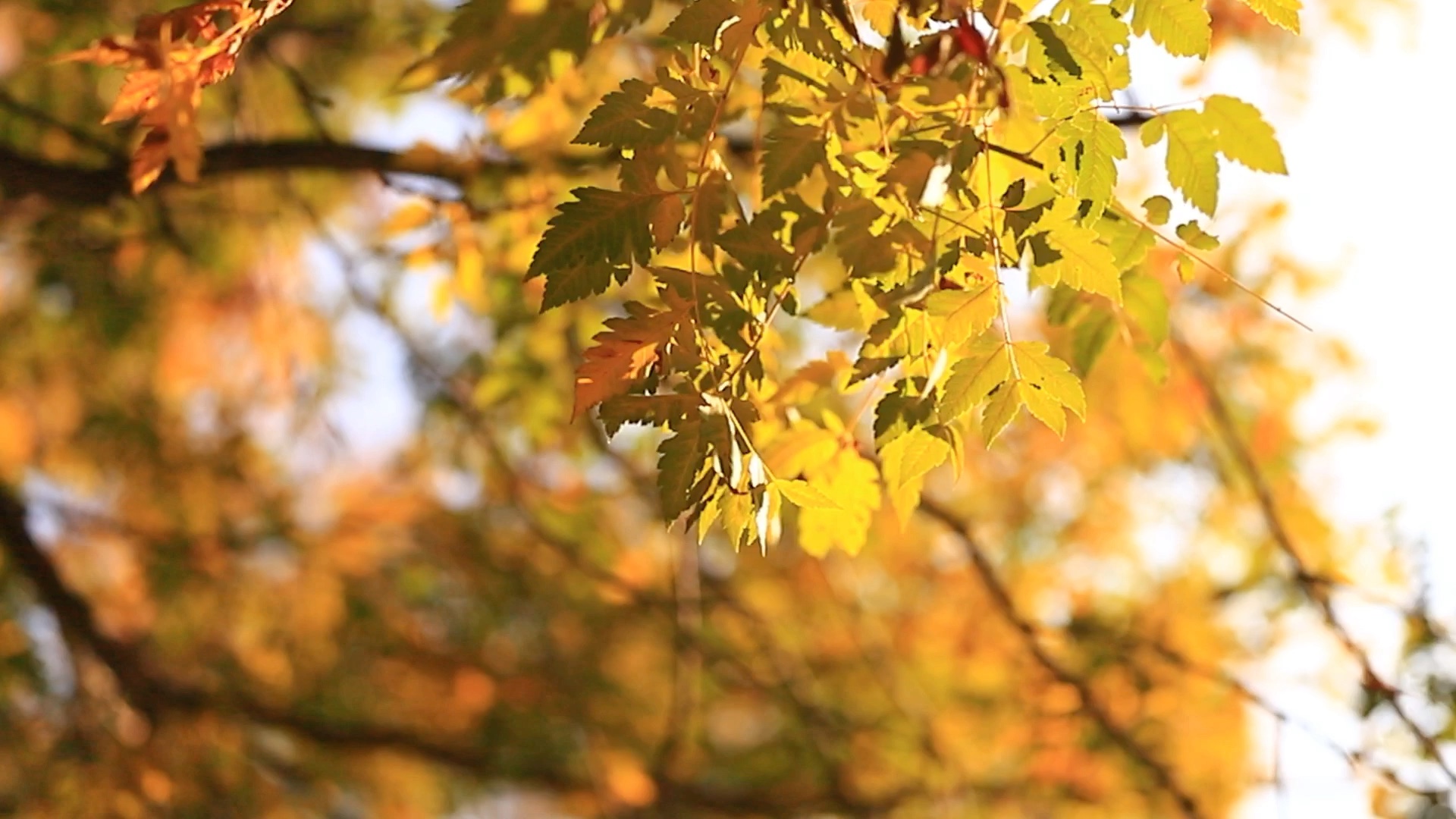 香山红叶疯了 拍摄 佳能6D2+ sigma40 f1.4 Ef70300胖白哔哩哔哩bilibili