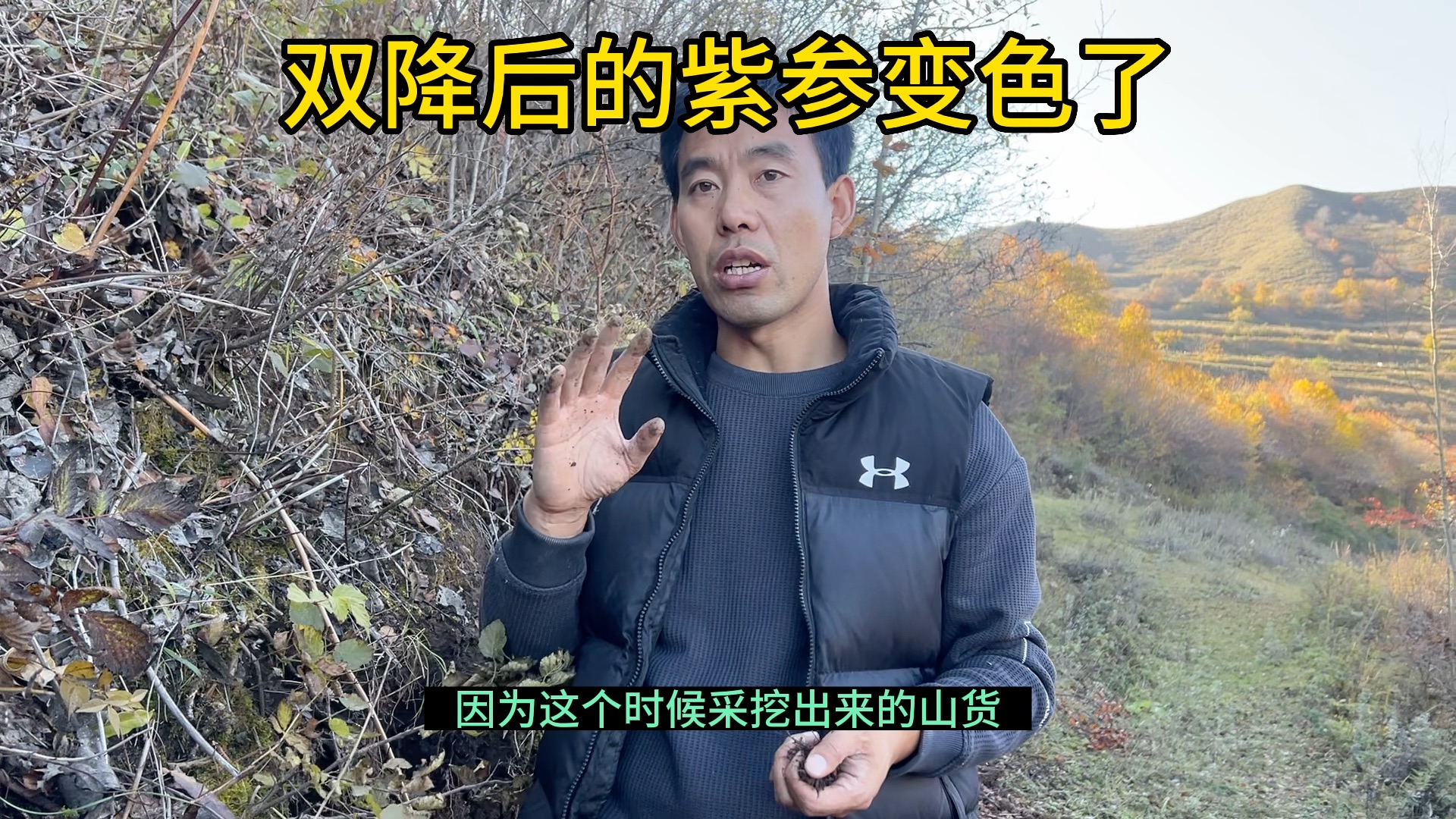 甘肃大山里的紫参,双降之后开挖了哔哩哔哩bilibili