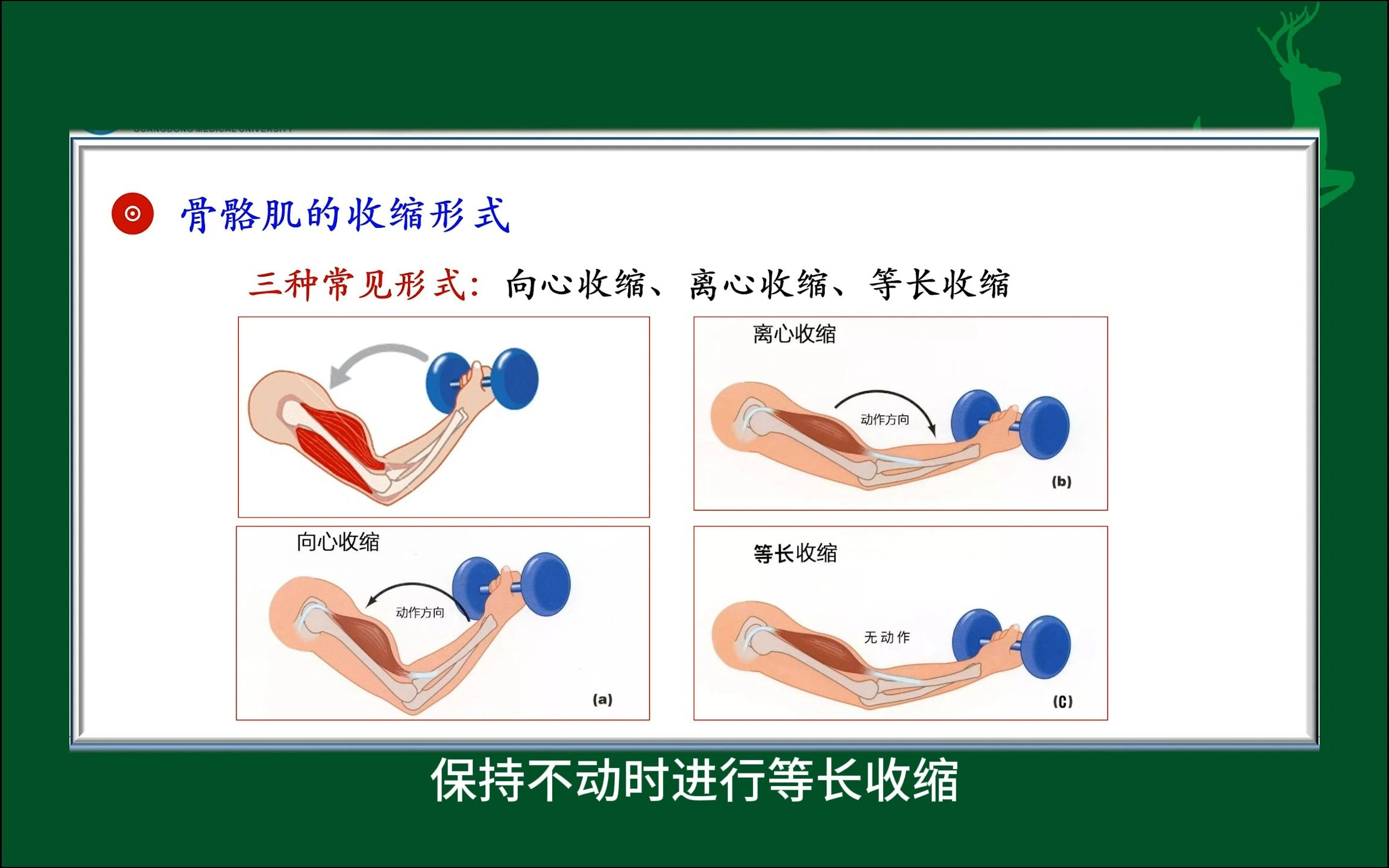 #骨骼肌的收缩形式#人体生理学#医学科普#每天学习一点点哔哩哔哩bilibili