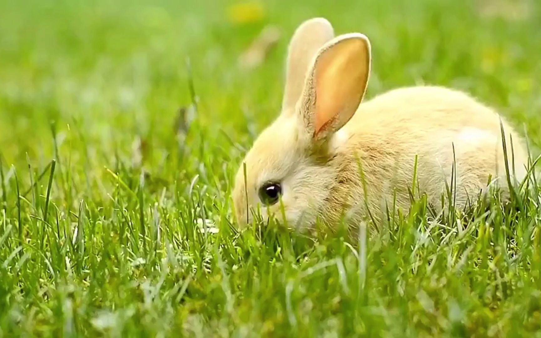 兔兔这么可爱,怎么能够不拍照呢