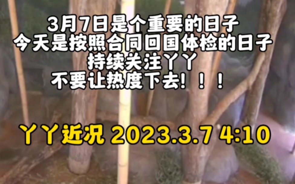 2023.3.7 4:10 丫丫近况 3月7号是个非常重要的日子,今天是按照合同回国体检的日子.哔哩哔哩bilibili