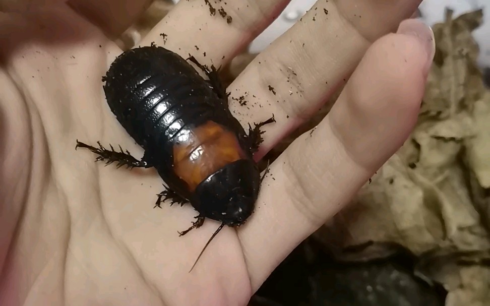 【蟑螂】狭翅弯翅蠊,阔斑亚种