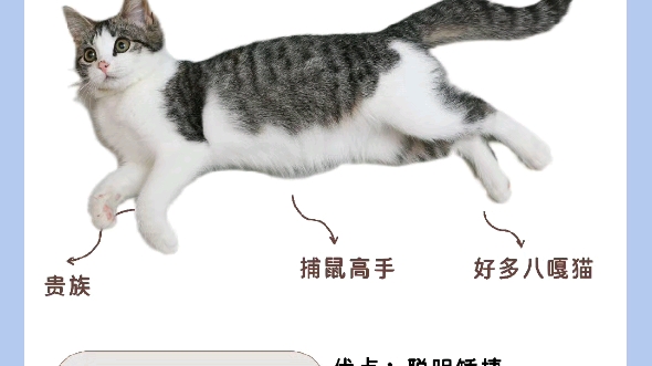 简州猫和狸花猫混交图片