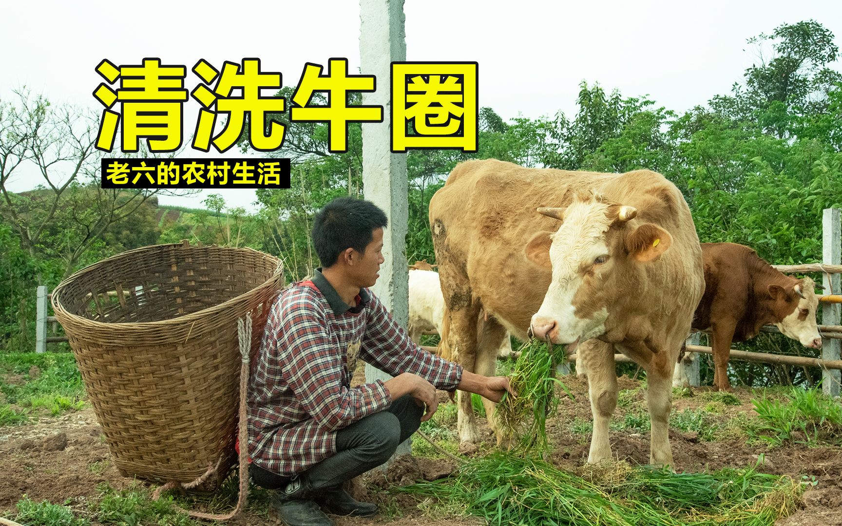 [图]农夫为清洗牛圈，把家里十二头牛全牵了出去，场面好壮观