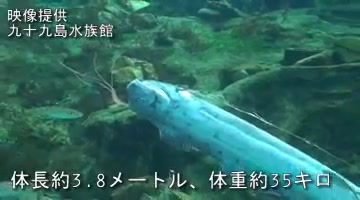 [图]【youtube】日本水族馆居然养活了皇带鱼！！