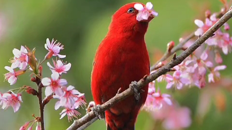 红色的鸟儿