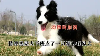 Download Video: 动物的崩溃！精神抚慰犬下班点了只精神抚慰犬