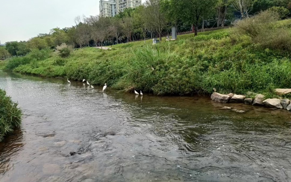 九祥岭湿地公园介绍图片