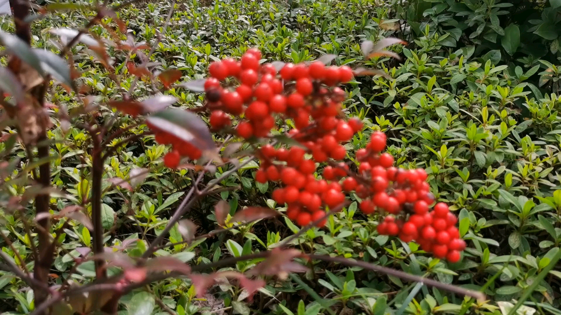 迎春会—红果实累累