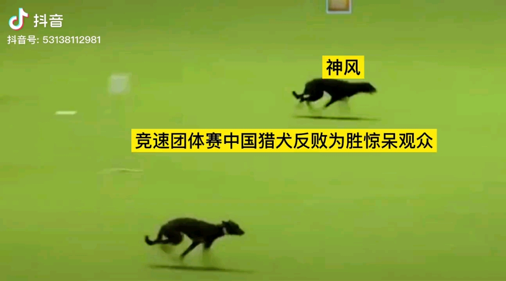 中国猎犬勇夺4*15米团体友谊赛赛第一哔哩哔哩bilibili