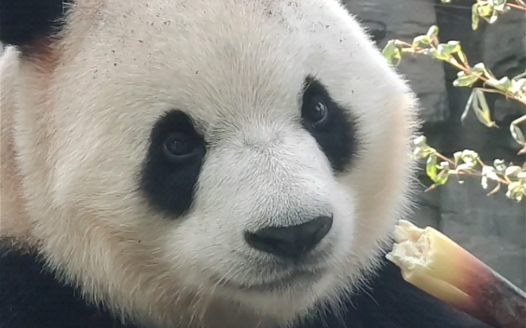 大熊猫福星胖大海超近距离坐单双杠潇洒吃播当然上低杠费了些功夫doge