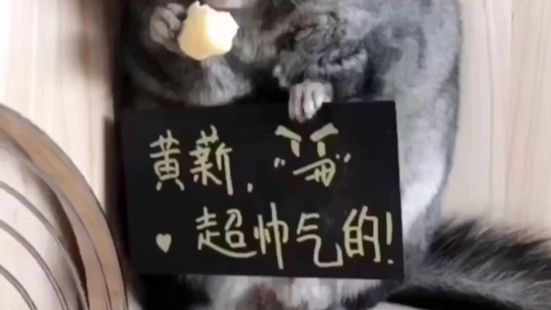 龙猫介绍哔哩哔哩bilibili