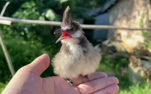 Скачать видео: 这吃货太可爱了