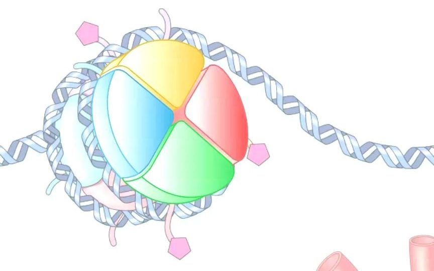 【科研绘图】【SCI/SNC论文、生物医学科学插画培训  矢量图】授课视频流出:绘制由DNA和组蛋白形成的染色质基本结构单位  核小体哔哩哔哩bilibili