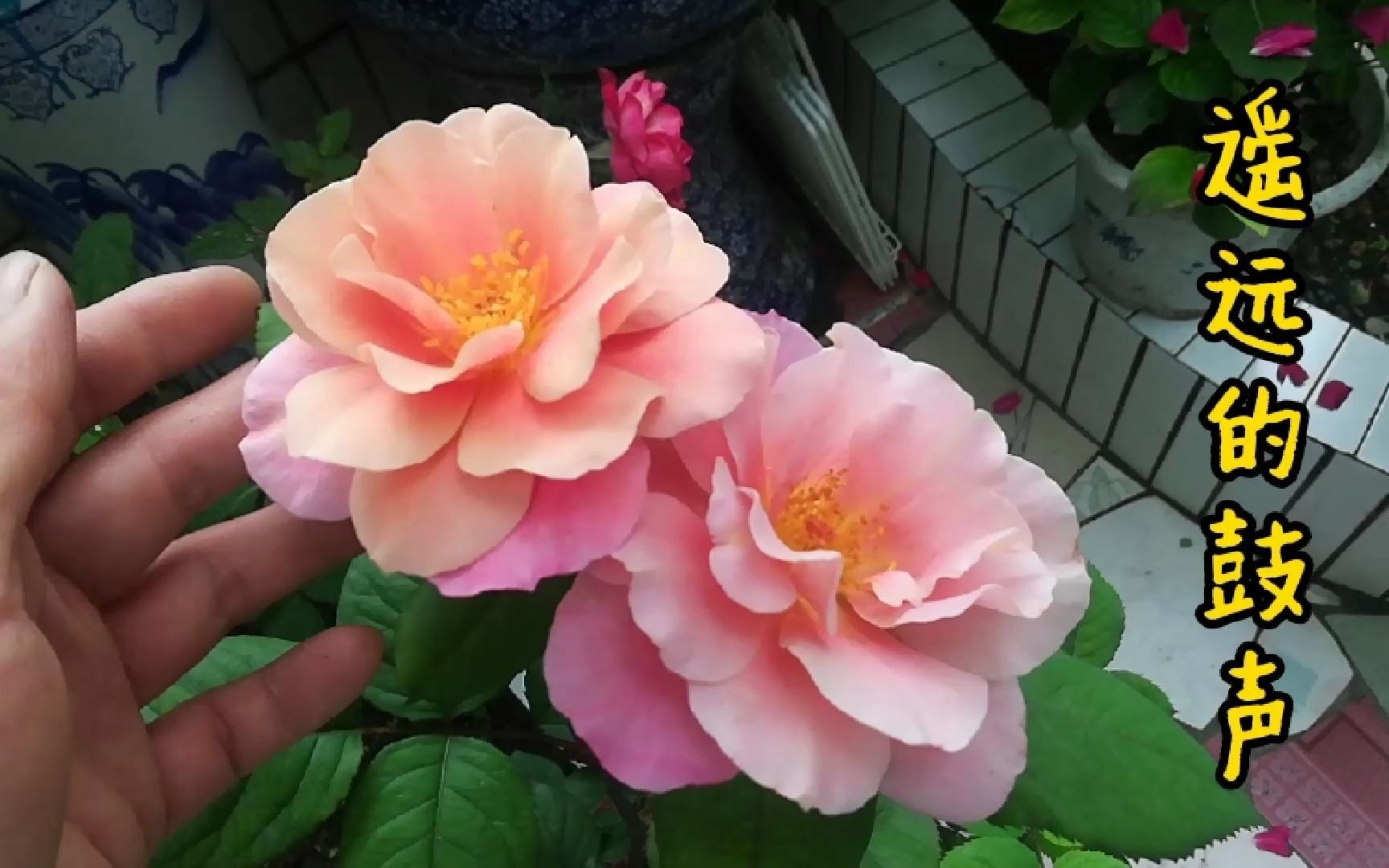 月季花品种介绍:遥远的鼓声月季