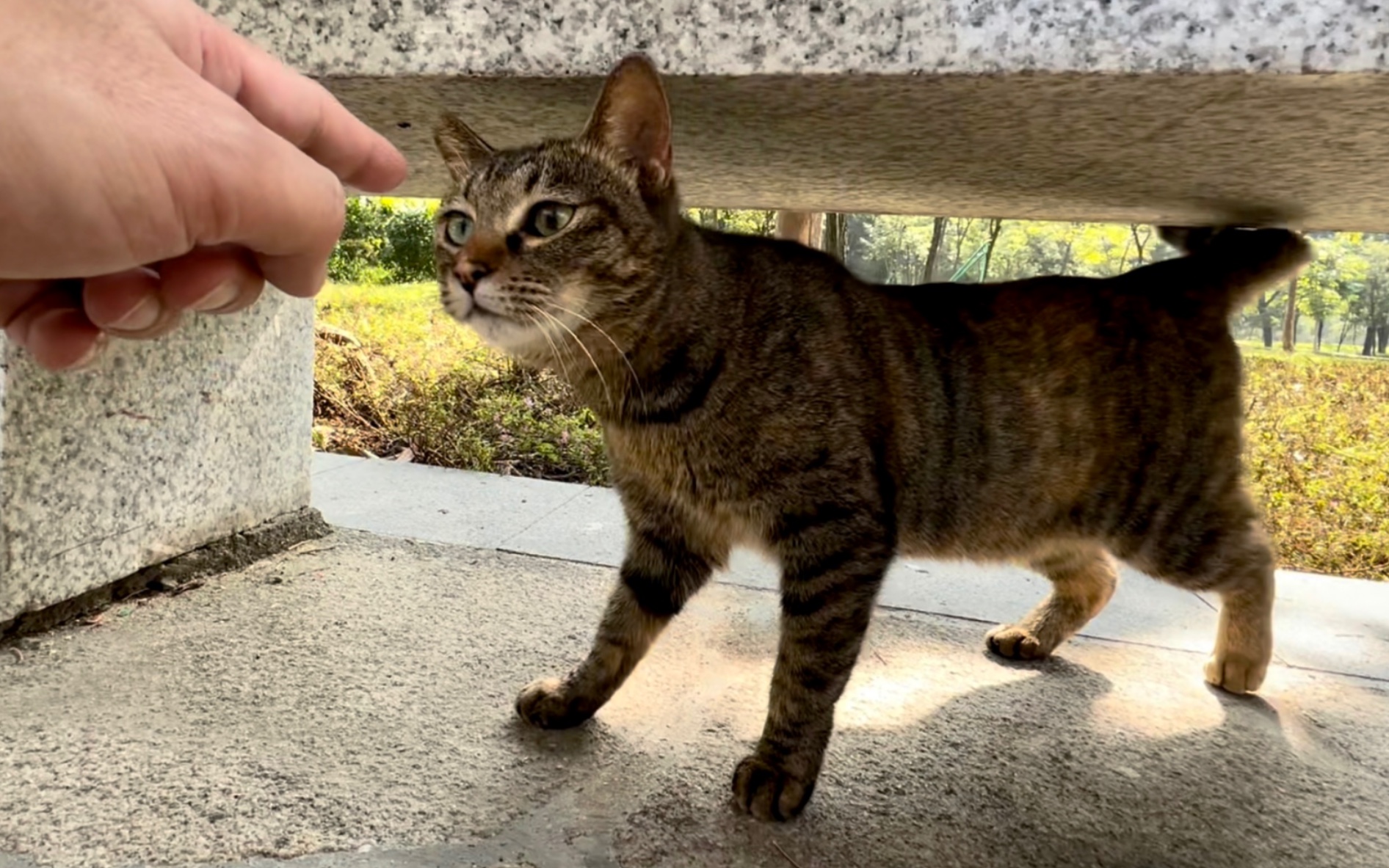 [图]公园里的一只生锈的猫用可爱的声音跟我说话