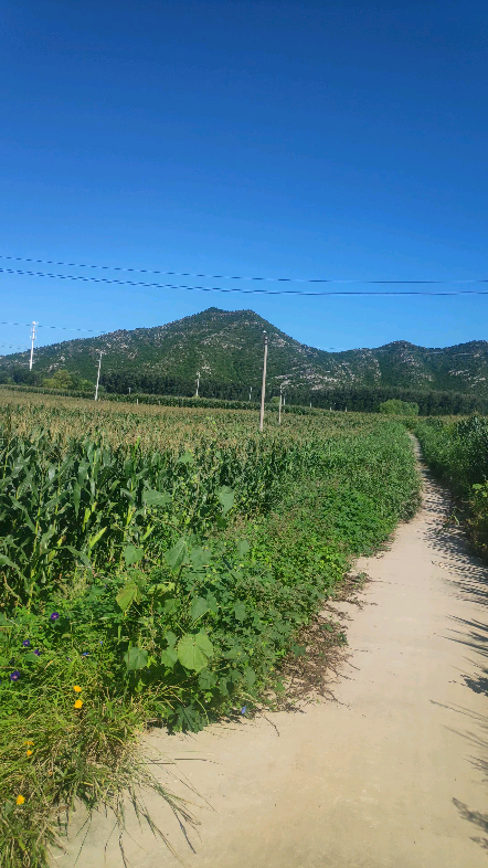 好高的玉米,骑在乡间的小路上