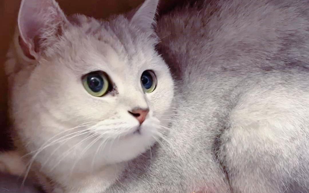 活动作品猫咪耳朵红肿发烫是怎么了