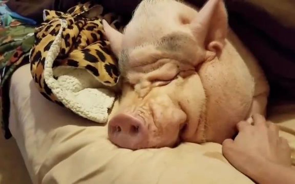 好吃懒做的猪有起床气?