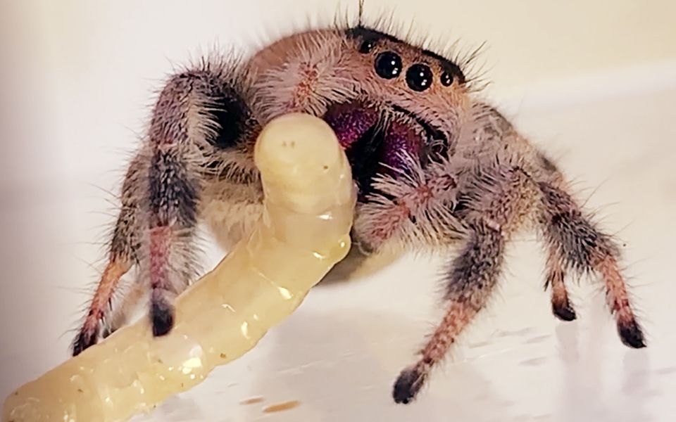 活动作品萌萌的小橙蛛