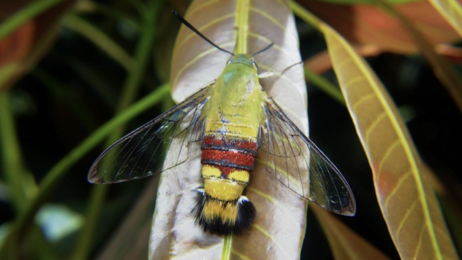 咖啡透翅天蛾 cephonodes hylas (yt@agri_doubt