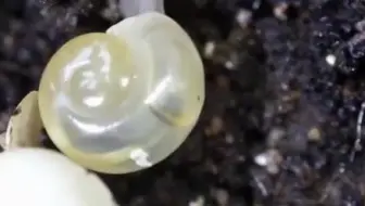 原来蜗牛是卵生的 当小蜗牛出生的时候还会把壳吃掉 奇怪的知识又增加了 1 哔哩哔哩 Bilibili