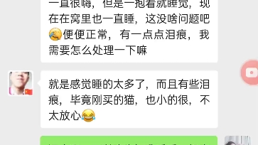 猫咪严重的眼睛红肿流脓,疱疹病毒感染,几天恢复的治疗经验.哔哩哔哩bilibili