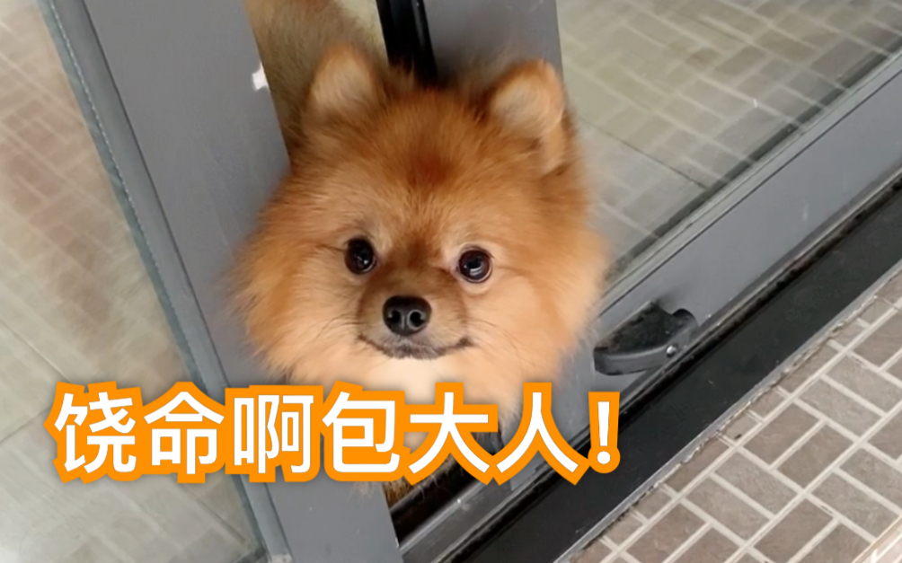 云养狗博美来人呐狗头铡伺候威武