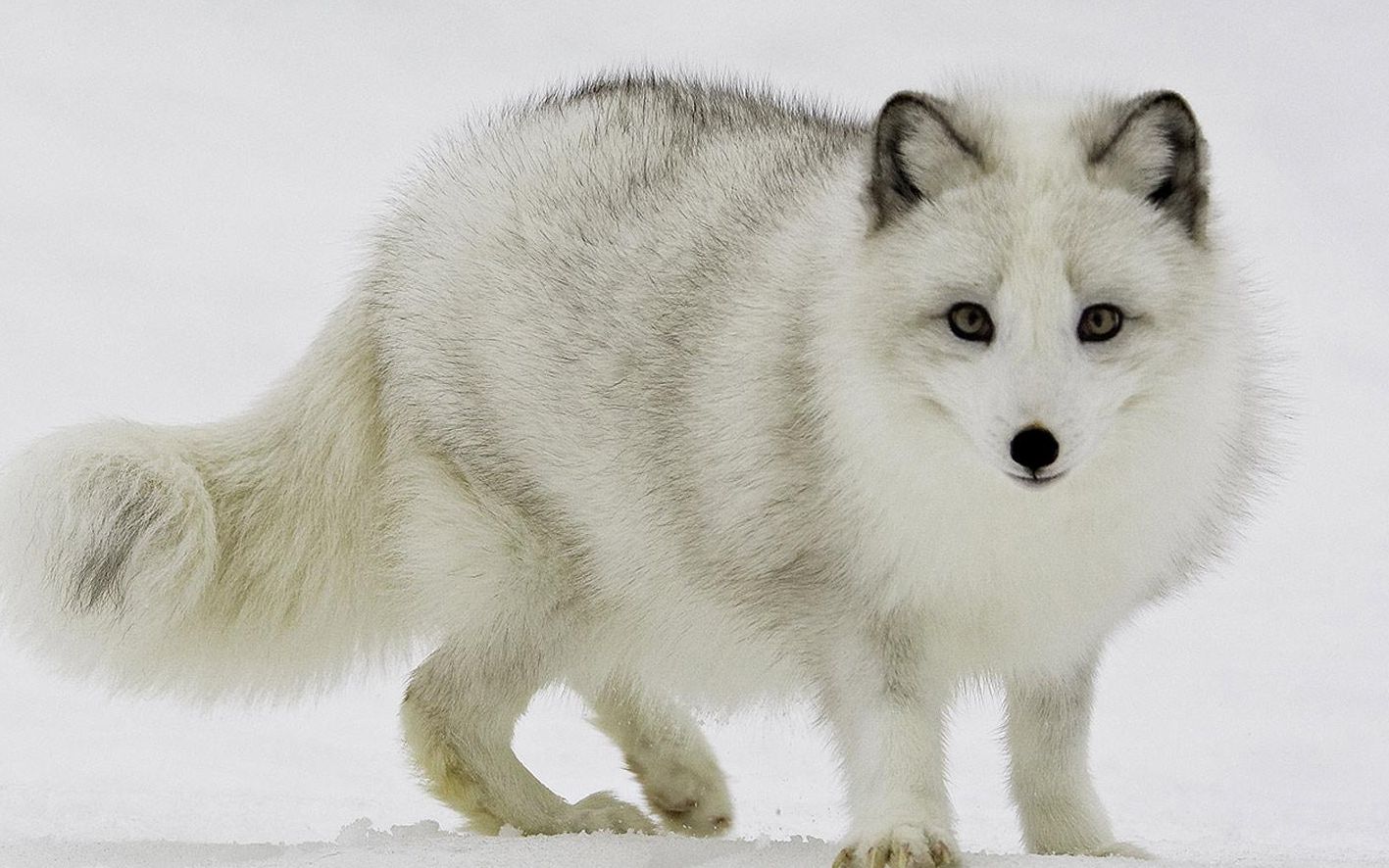 深山大狐喵- 不一样的【狐狸精】攻受声线互换 (1799`ω0711