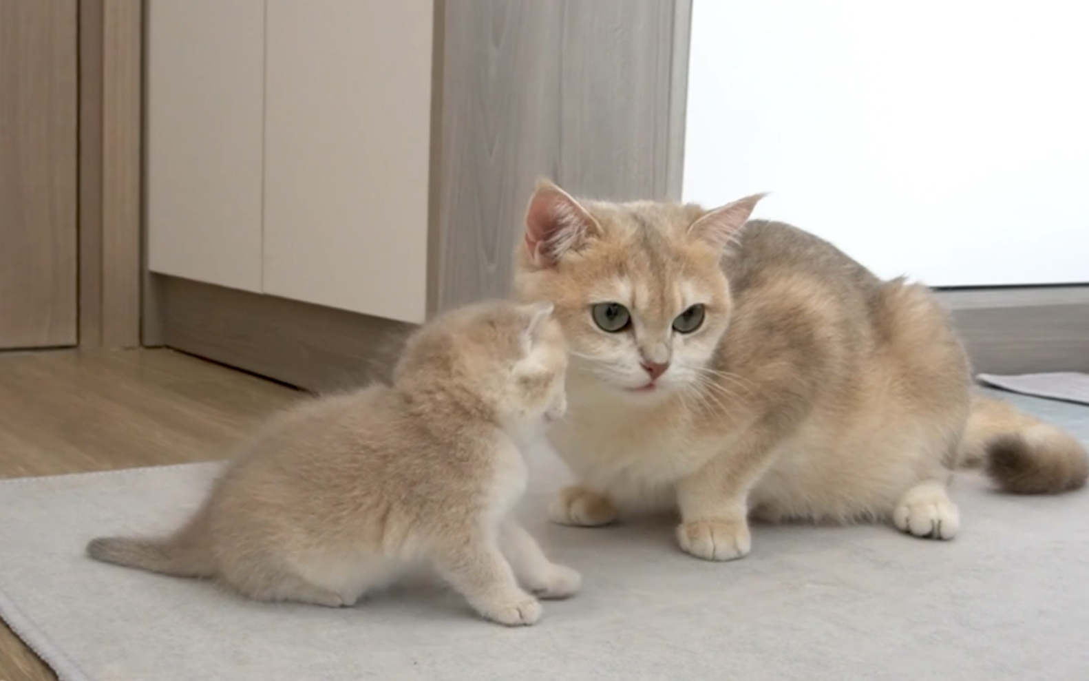 和宝宝玩耍的猫妈妈