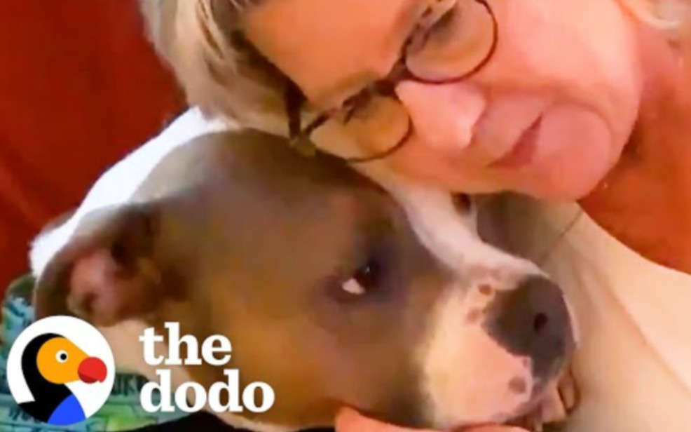 [图]Sweet Pittie's BFF Is His Grandma | The Dodo Pittie Nation