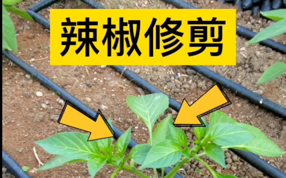 學習種菜|大果型辣椒修剪整枝方法