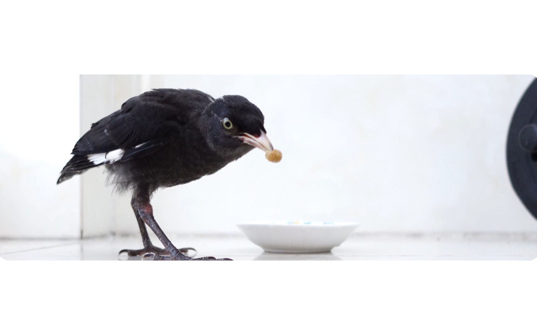 早上五点半的投食