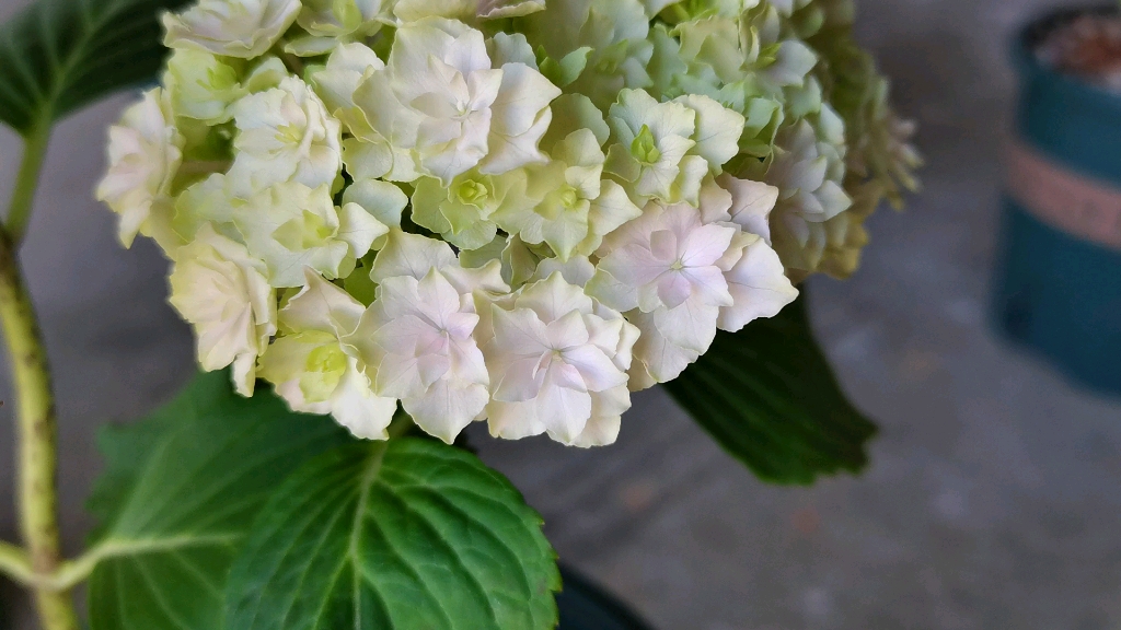 绣球银河开花了重瓣真的好美