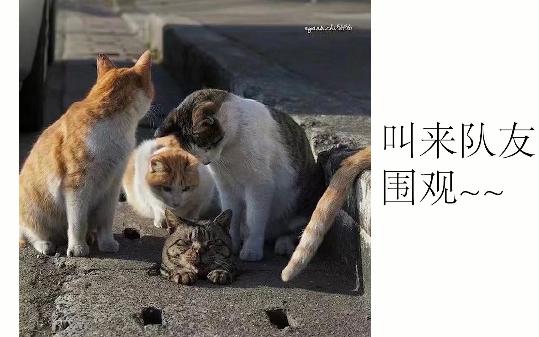 律师爆粗:还有这种事,揍他!——沙雕图第六弹_哔哩哔哩_bilibili