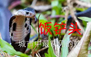 饭铲头 搜索结果 哔哩哔哩 Bilibili