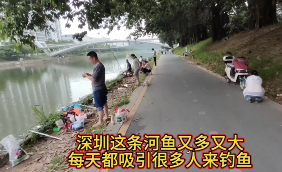 深圳最好钓鱼的地方，免费的钓鱼场，鱼又多又大