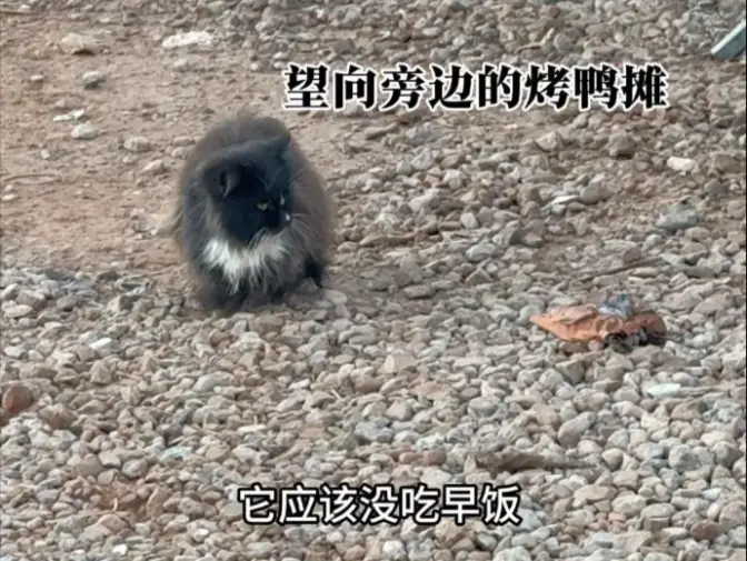 市场被遗弃的小黑猫，它很想有个家。