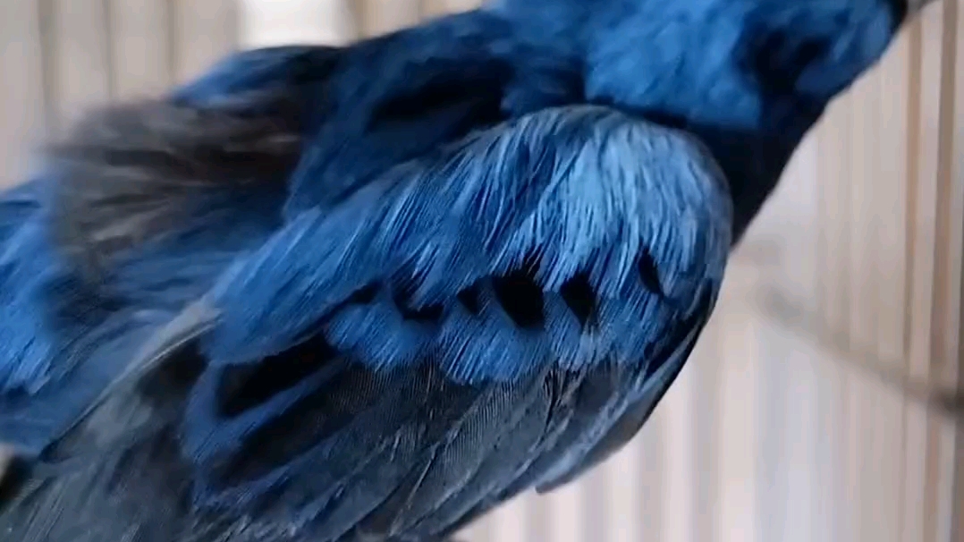 蓝色麻雀 青彩鹀