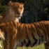 体型巨大的狮虎兽 最大的杂交大猫