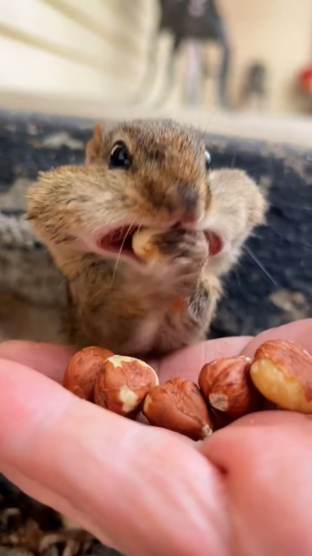 可爱的松鼠吃松果