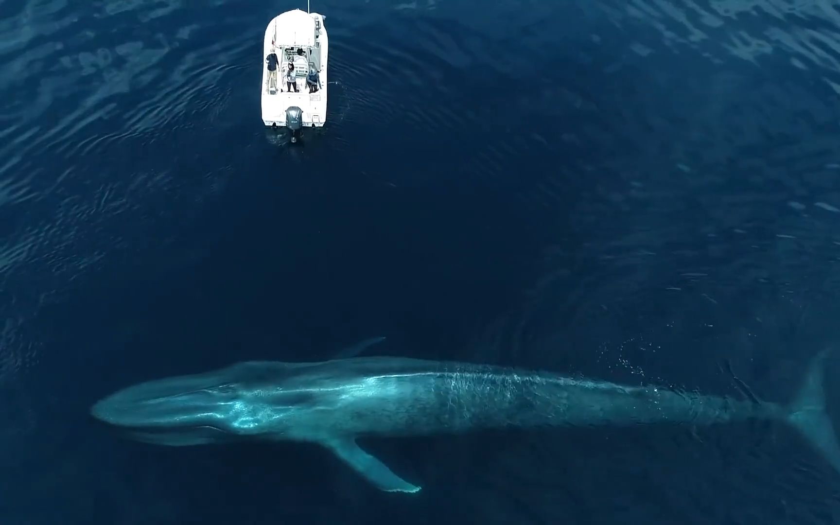 世界上最孤独的鲸鱼52赫兹的鲸
