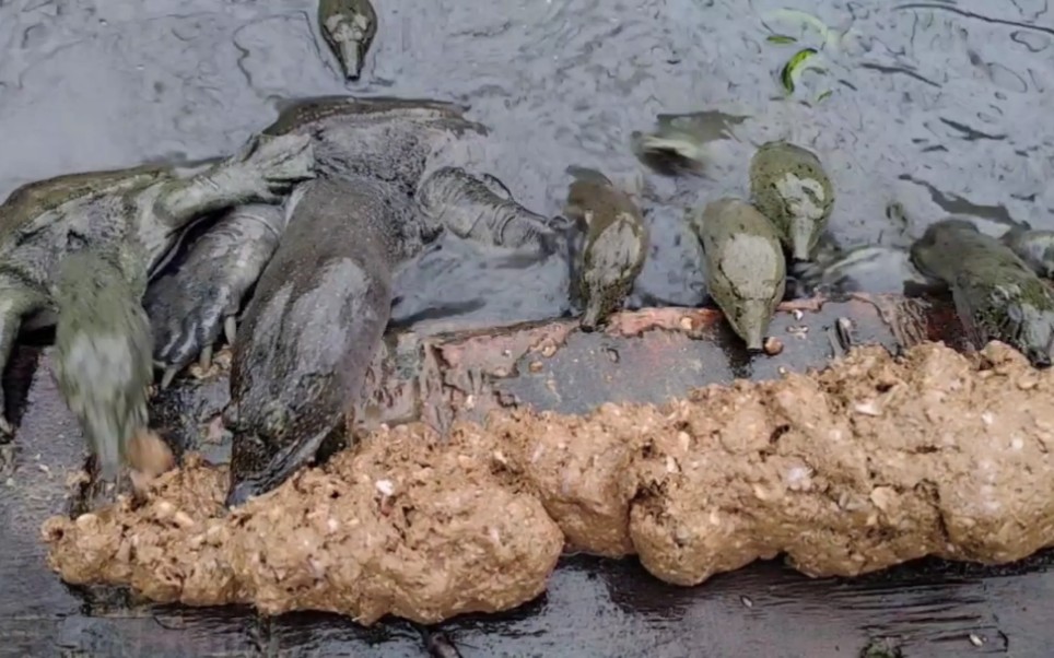 甲鱼晚餐,安排妥妥当当,上下游动来捧场_哔哩哔哩 (゜-゜)つロ 干杯