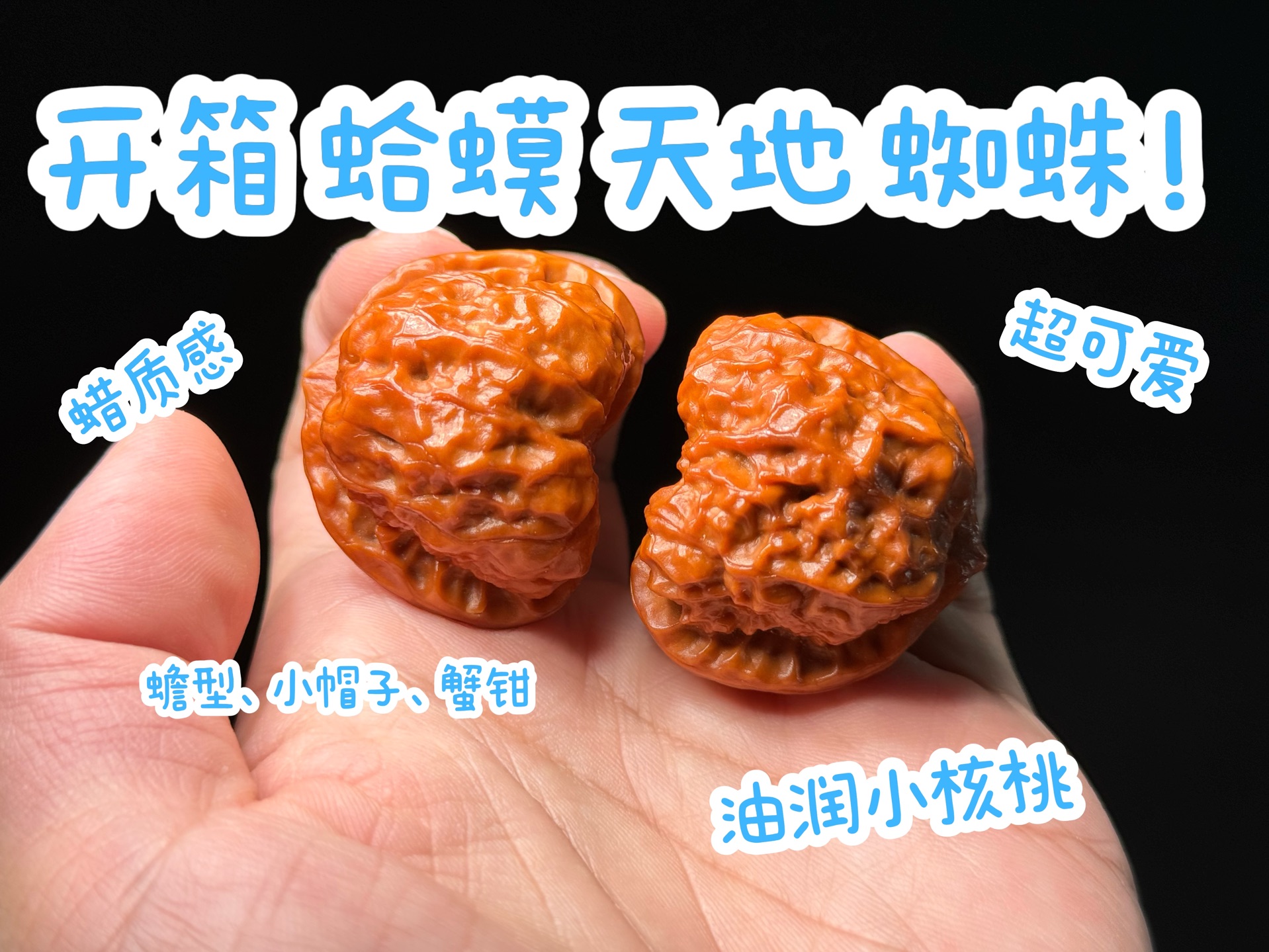 开箱三角蛙,刘子龙天地,蜘蛛