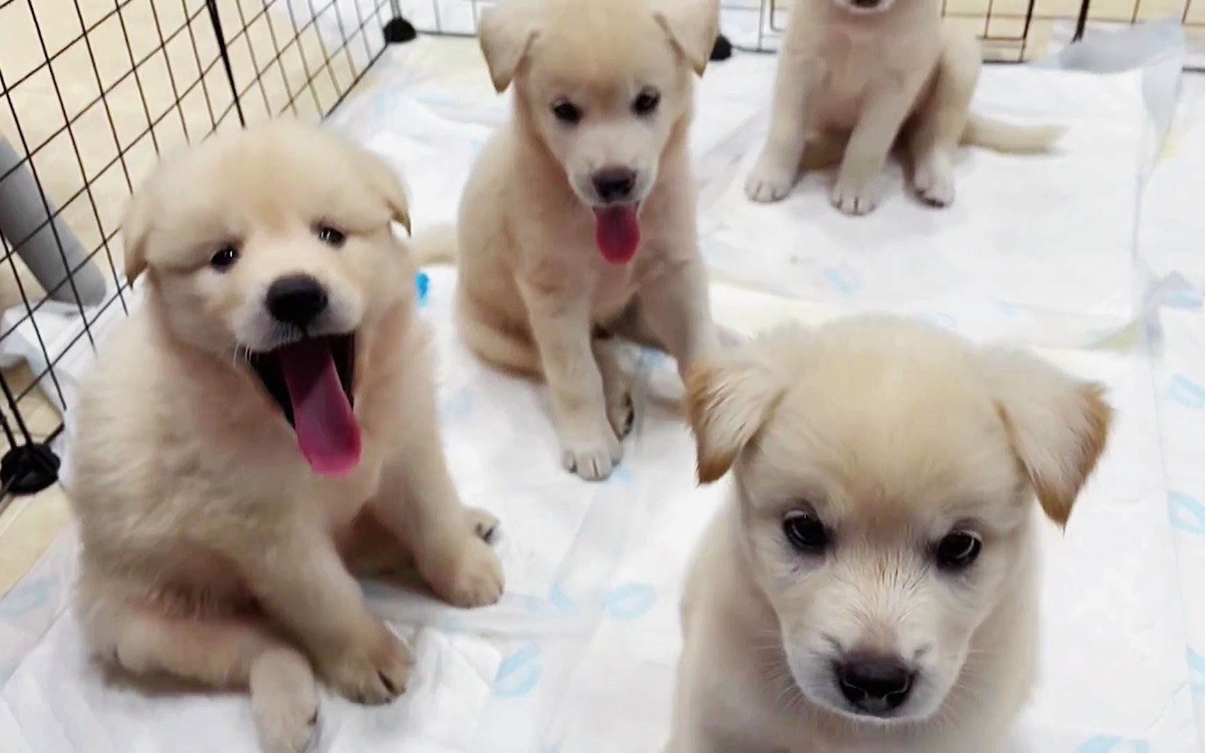 讨人喜欢的几只白狗崽子