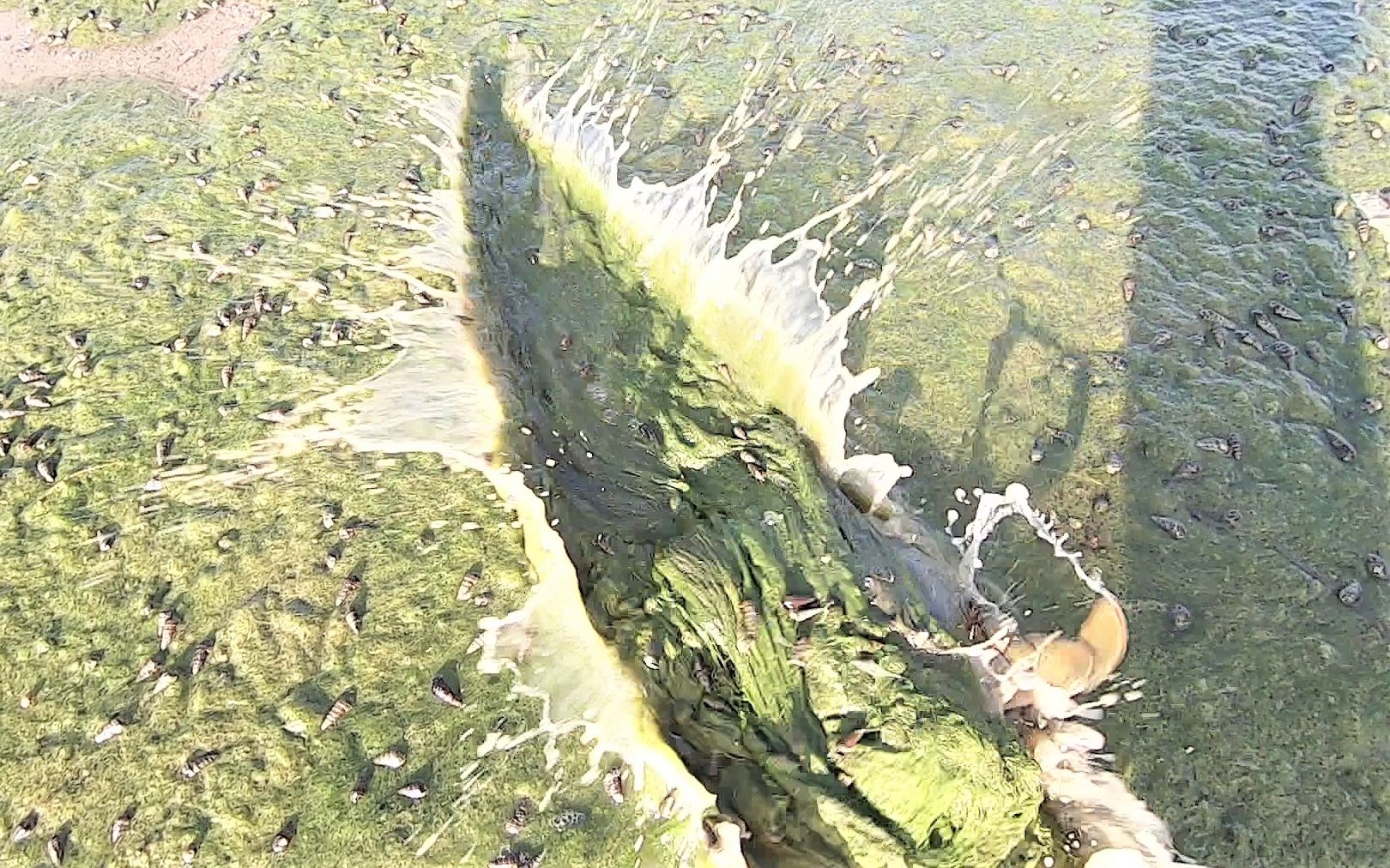 阿波海边赶海抓蟹走到一片海藻地居然遇到一只好东西