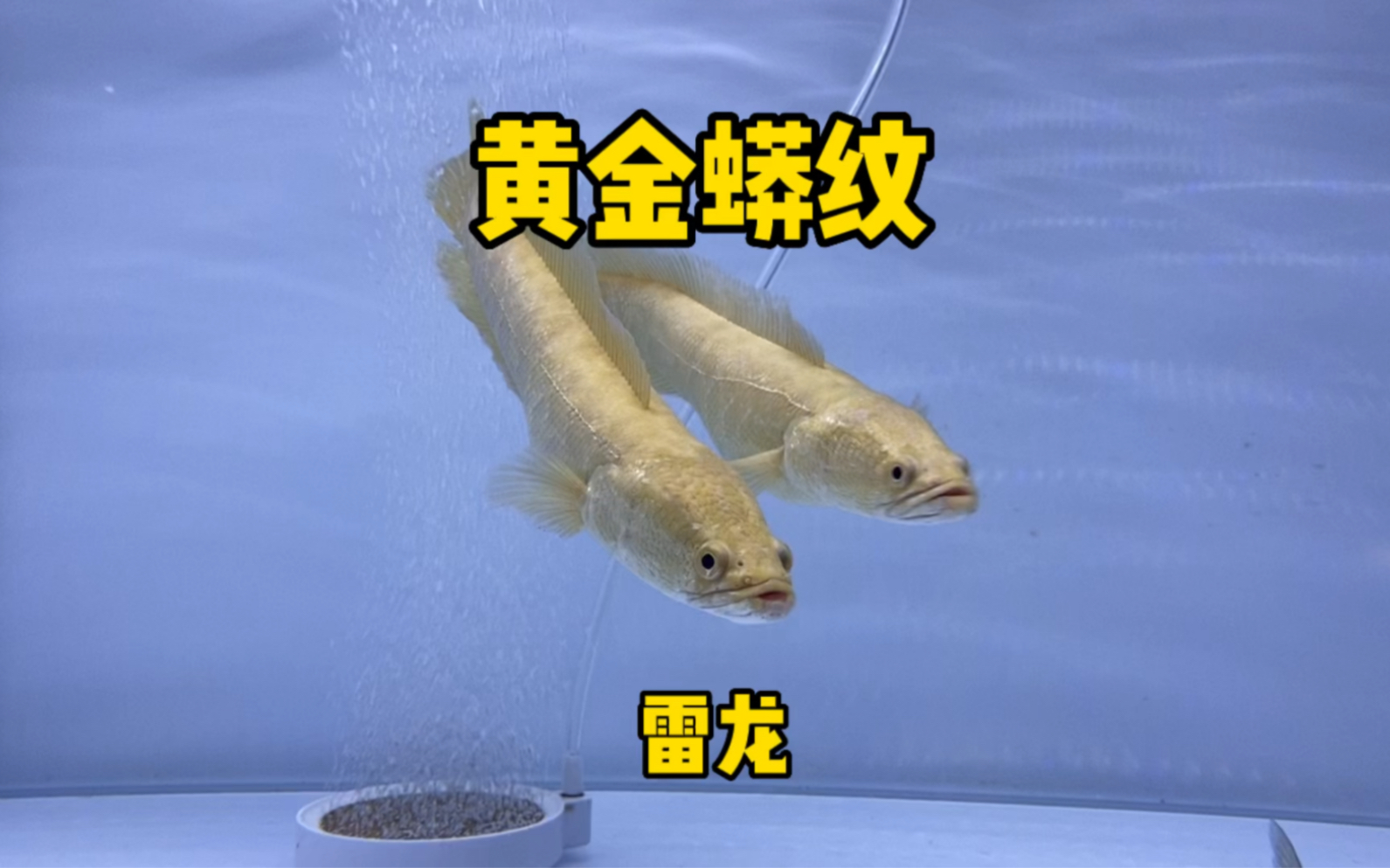 变异白化蟒纹雷龙