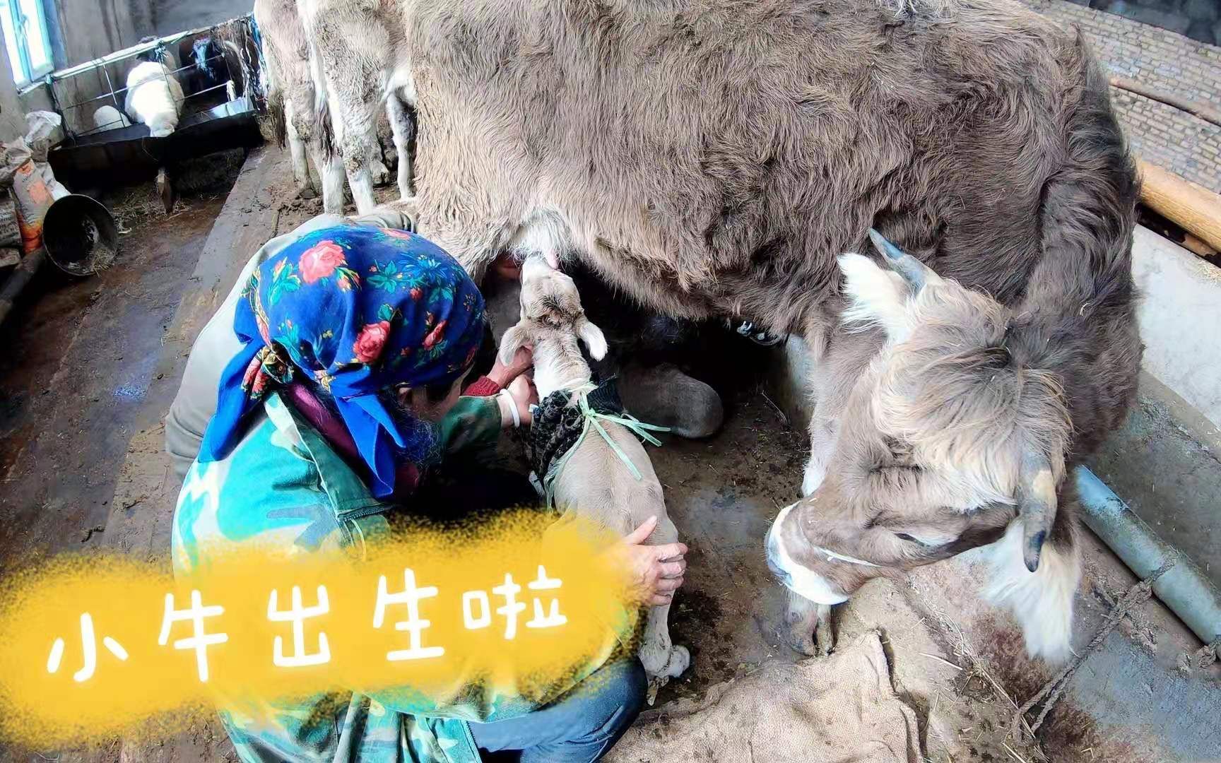 统一发放牛宝宝图片图片