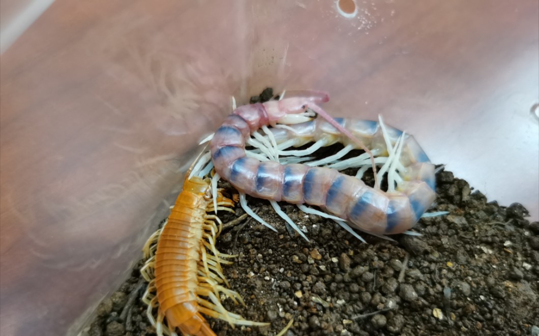 一分半钟带你看完秘鲁白脚巨人蜈蚣蜕皮全过程