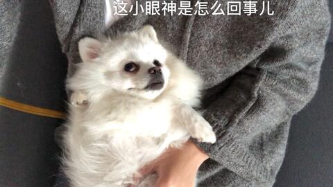 脱毛怪妮妮出没 一只博美的换毛史 哔哩哔哩 Bilibili